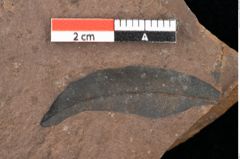 Foto (Detailsansicht) von Quercus palaeoilex Ettingshausen (NHMW-GEO-2024-0188-0809)